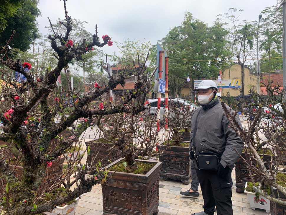 Ngày nay, đào Thất Thốn được đưa vào trồng phổ biến tại Mộc Châu, Sơn La, Lào Cai,... để phục vụ thị trường cây cảnh Tết và được khách yêu thích. Tuy nhiên loại cây này có quy trình trồng và chăm sóc vô cùng đặc biệt nên số lượng không nhiều, giá trị vì thế rất cao.